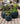 Yuca- Set 3 Maceteros-Negro